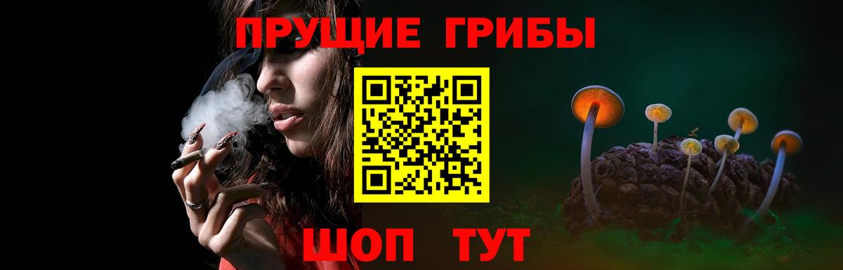 Галлюциногенные грибы Psilocybine cubensis Северск